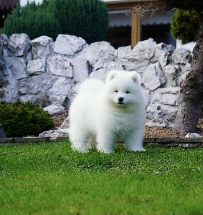 Piesek Samoyed, Samojed FCI - pięknie rokujący piesek wystawowy!