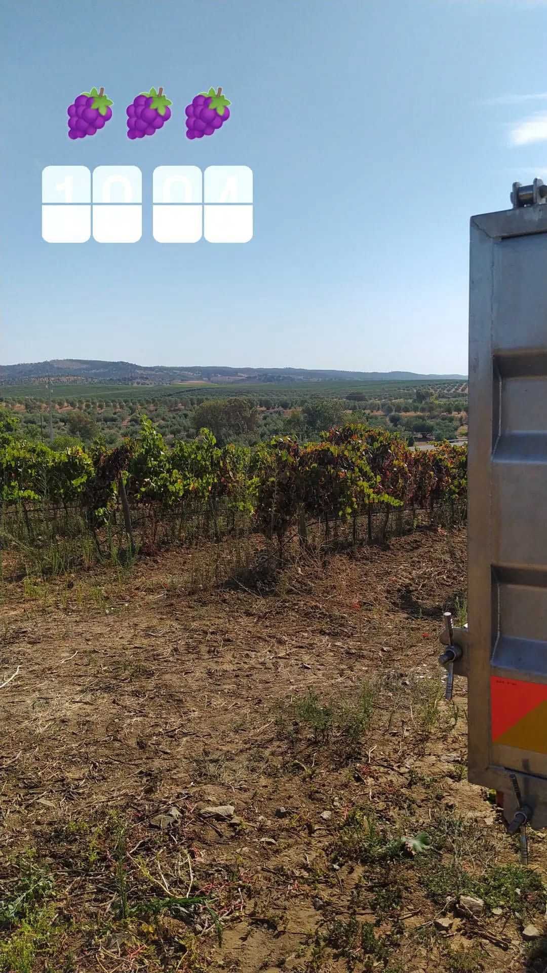 Vende-se Vinha Tinta – 1,8 ha | Vinha com 7 Anos  - Vidigueira