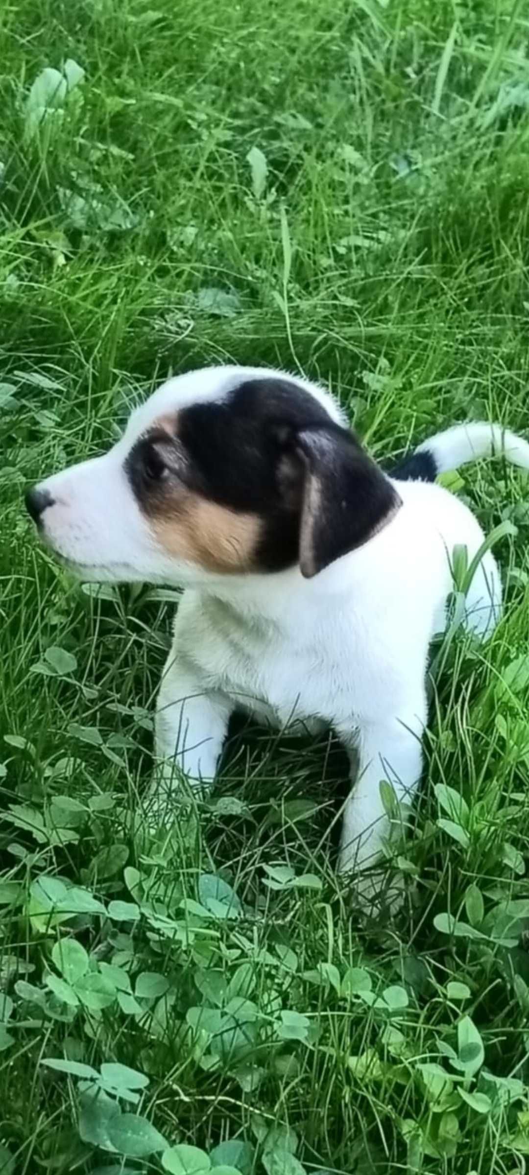 Jack russell terrier suczka nr 1 Stary sącz