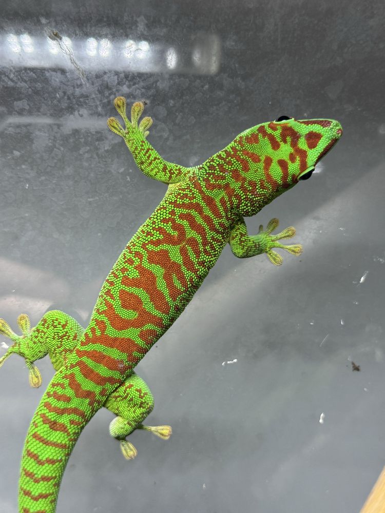Dniówka madagaskarska