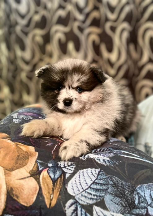 Цуценя шпиців, неймовірноі краси народились 02.12.24 року.