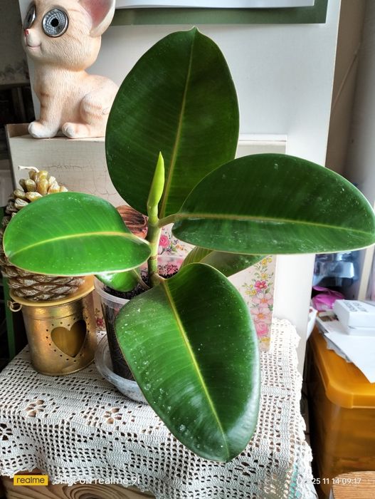 Kwiat doniczkowy fikus