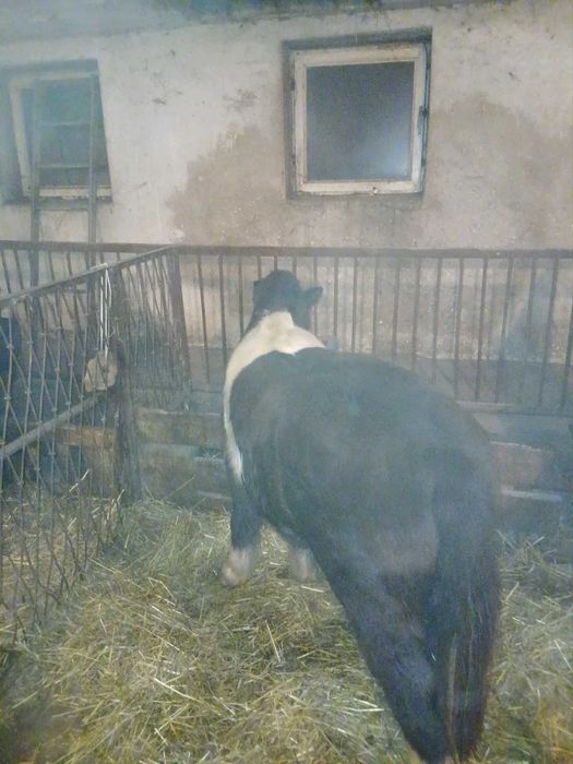 Sprzedam klacz kucyk