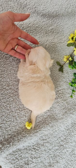 Excecional menina mini pelo longo Chihuahua/Chiuaua LinhagemRussa