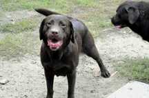 Labrador retriever czekoladowy