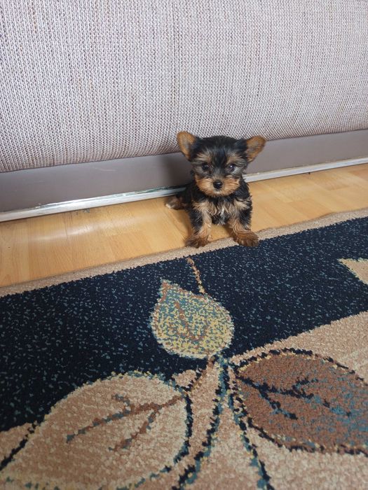 Yorkshire Terrier Polecam !