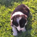Piękna sunia border collie do rezerwacji