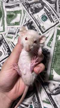 Крысы Дамбо пацюки