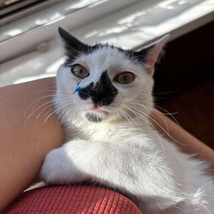 Кошеня Котенок 3 місяці Киев Київ дівчинка