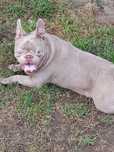 Buldog francuski isabella