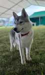 Piękna suczka siberian husky zkwp Fci