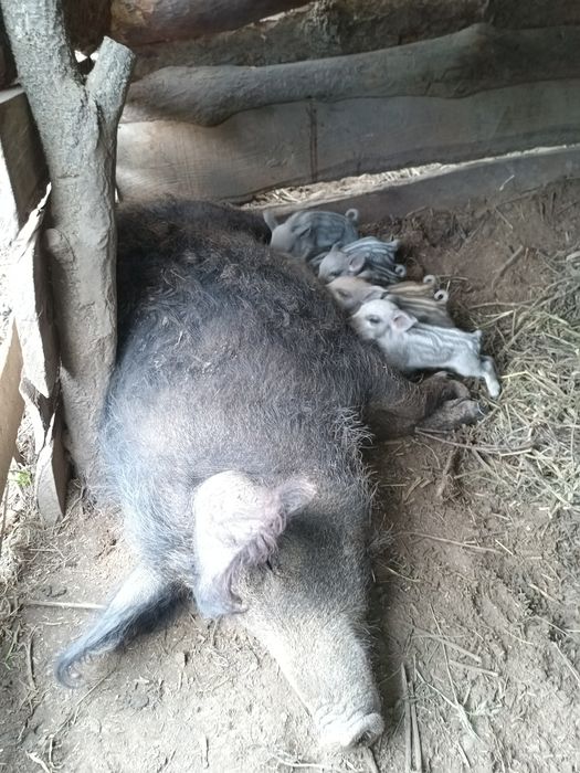 Поросята Венгерської мангалиці