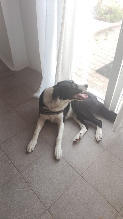 Doação responsável cão