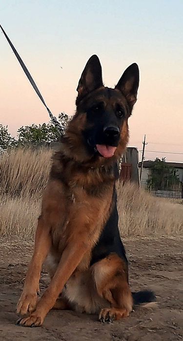 Чистокровные немцы из питомника