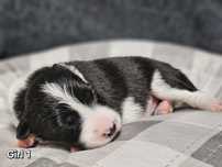 Szczenięta Border Collie ZKwP/FCI