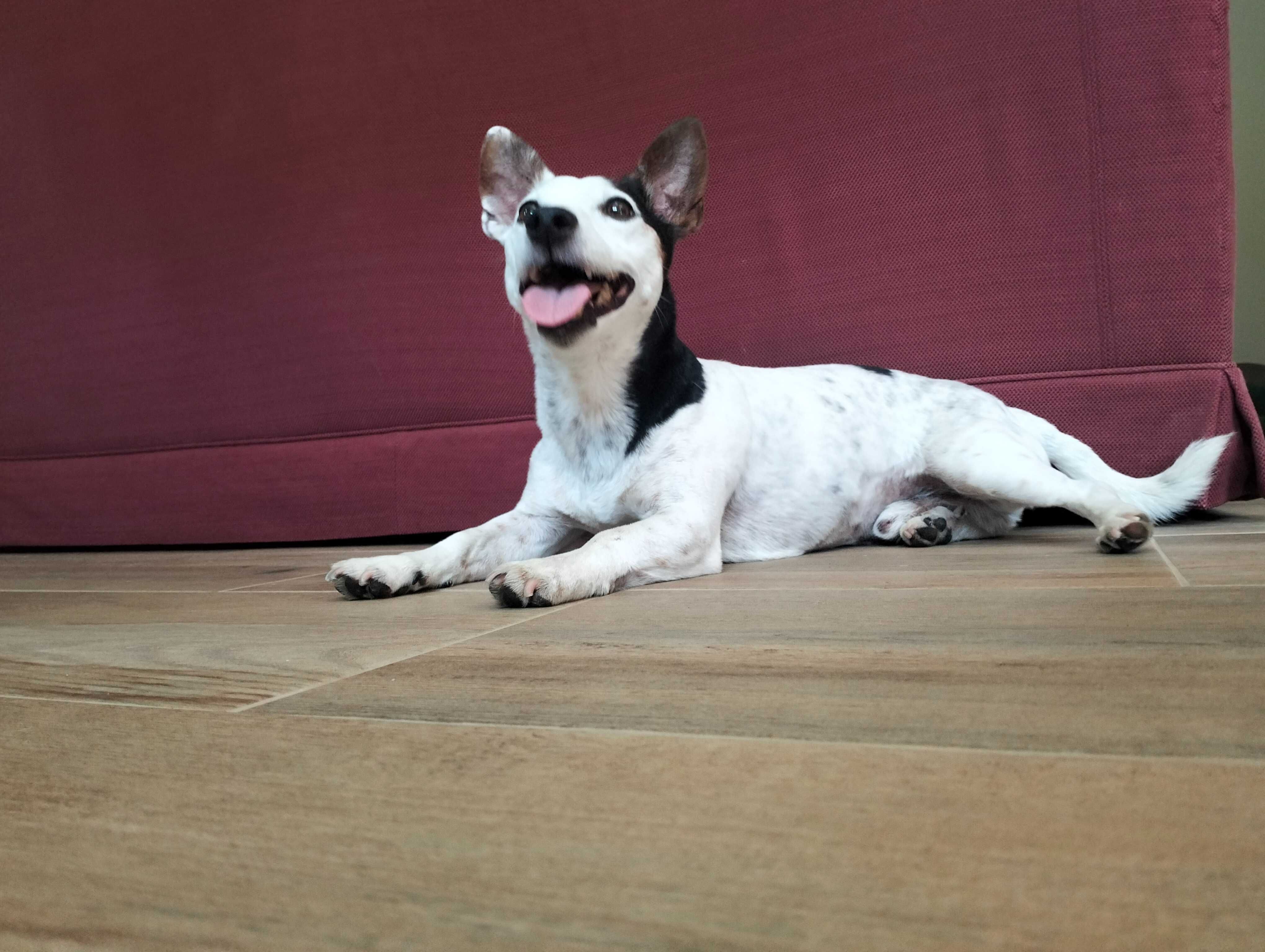 Passeios/Pet sitting/ hotel familiar