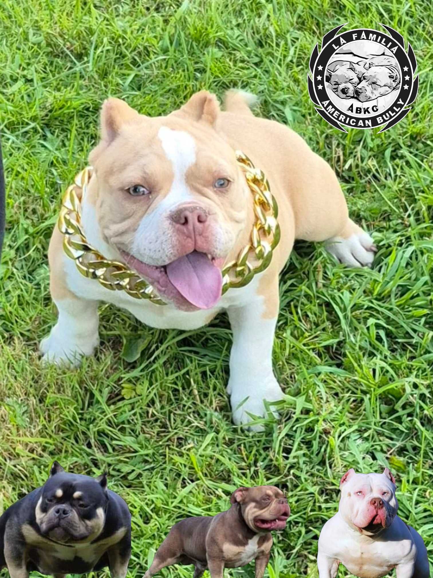 American bully abkc