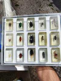 Lote perto de 30 caixas de insetos em resina total mais de 400 insetos