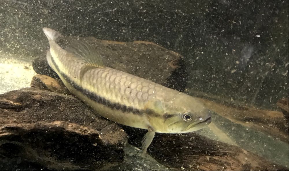 Hoplerythrinus uniteaniatus / Golden wolf fish wilk