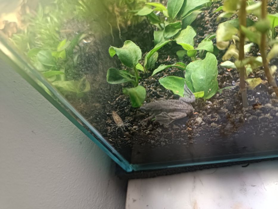 Peixe Rã ana africana 3-4cm para aquário