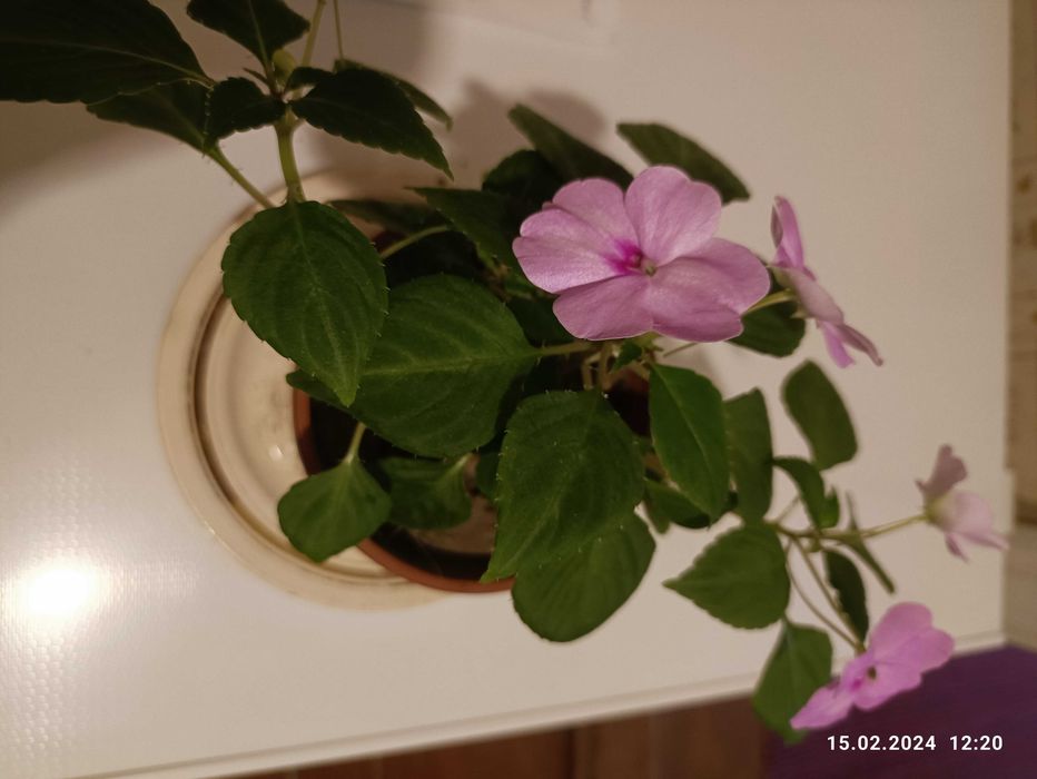 продам бальзамин хавортия фуксия алое  каланхое