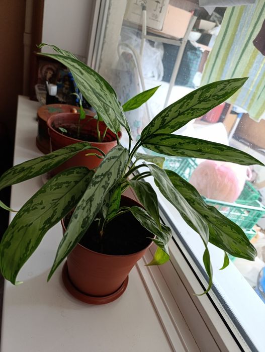 Аглаонема.Фікус, спатифилум, алое.