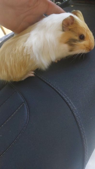 Морські свинки малята