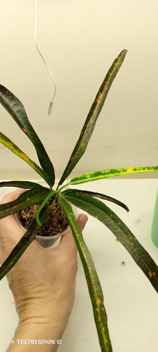 Кронтон Банан и Занзибар