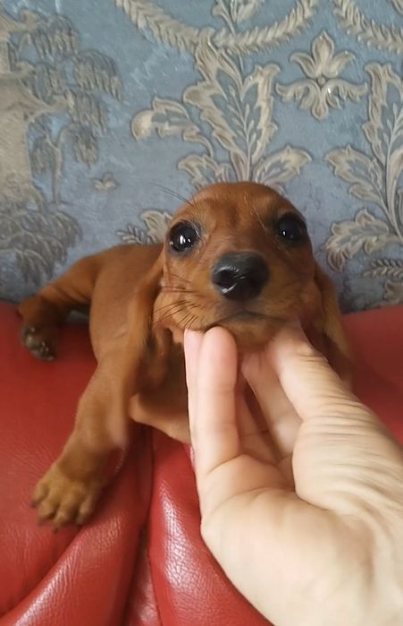 Руда красуня шукає люблячу сім'ю