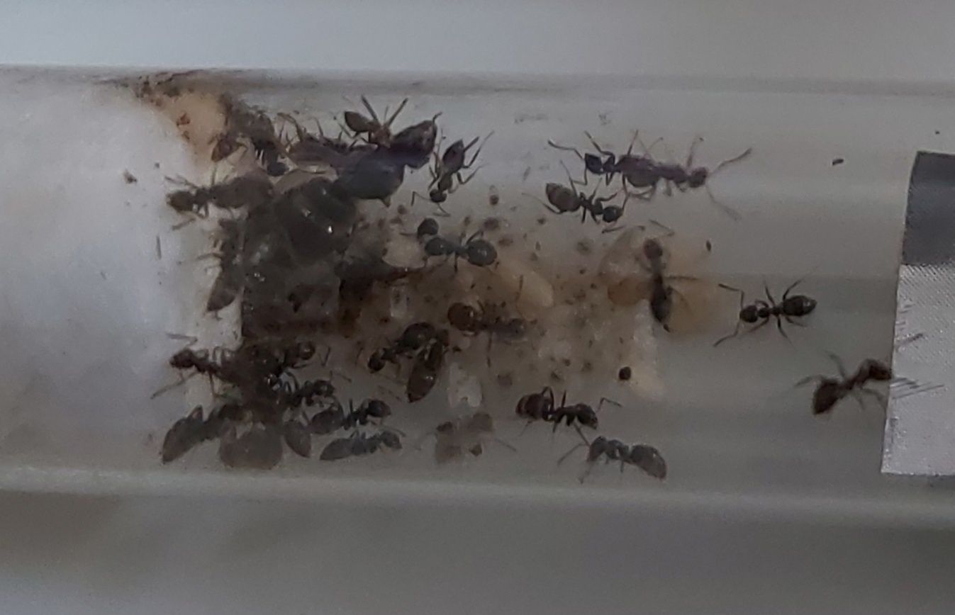 Mrówki kolonia lasius niger
