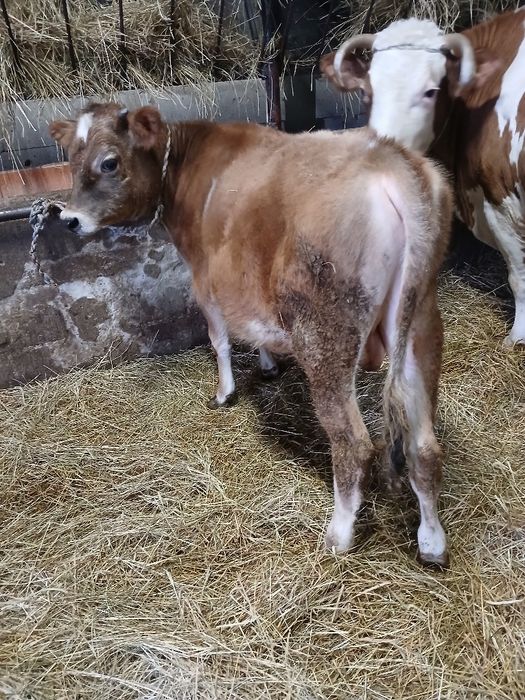 Byk, byczek 5 miesięcy czerwono-biały mieszaniec do hodowli