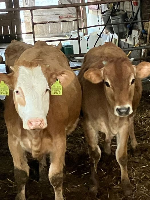 W sprzedaży byczki cielaki byki bydło