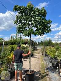 Ambrowiec Amerykański / Liquidambar / Pień 220cm / Obw.14-18cm / Ekran