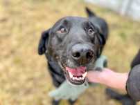 Noah – pies w typie labradora do adopcji