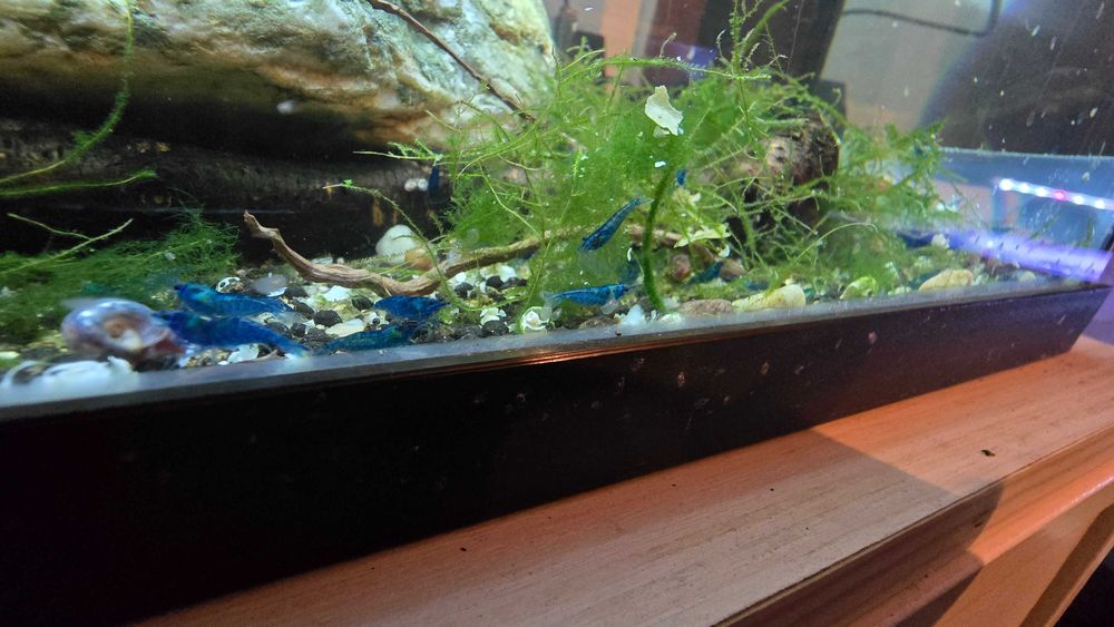 Camarões blue dream