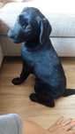 Labrador retriever suczka