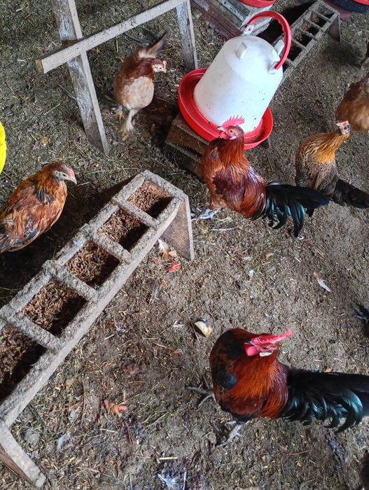 Sprzedam  koguty liliputy