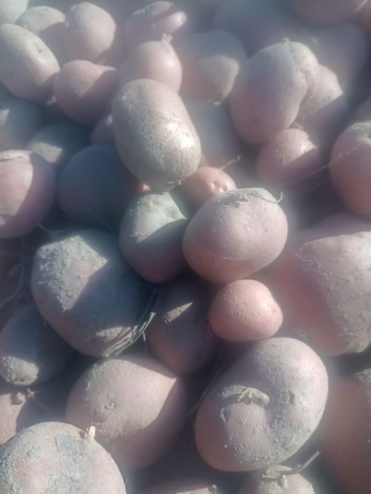 Sprzedam ziemniaki Red Sonia