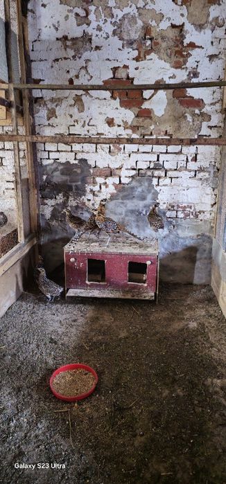 Bażanty róznej odmiany i pawie