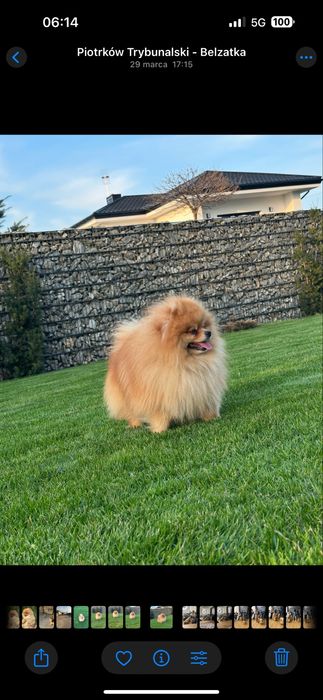 Szpic miniaturowy/pomeranian