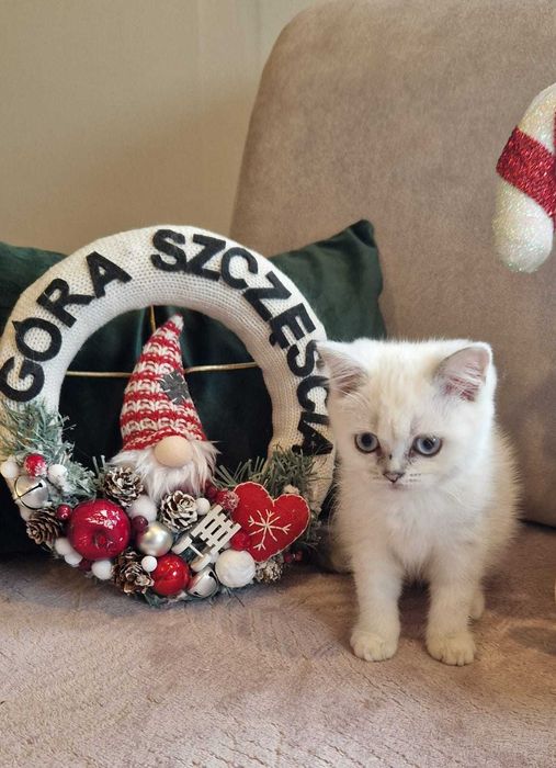 Koty Brytyjskie  z rodowodem