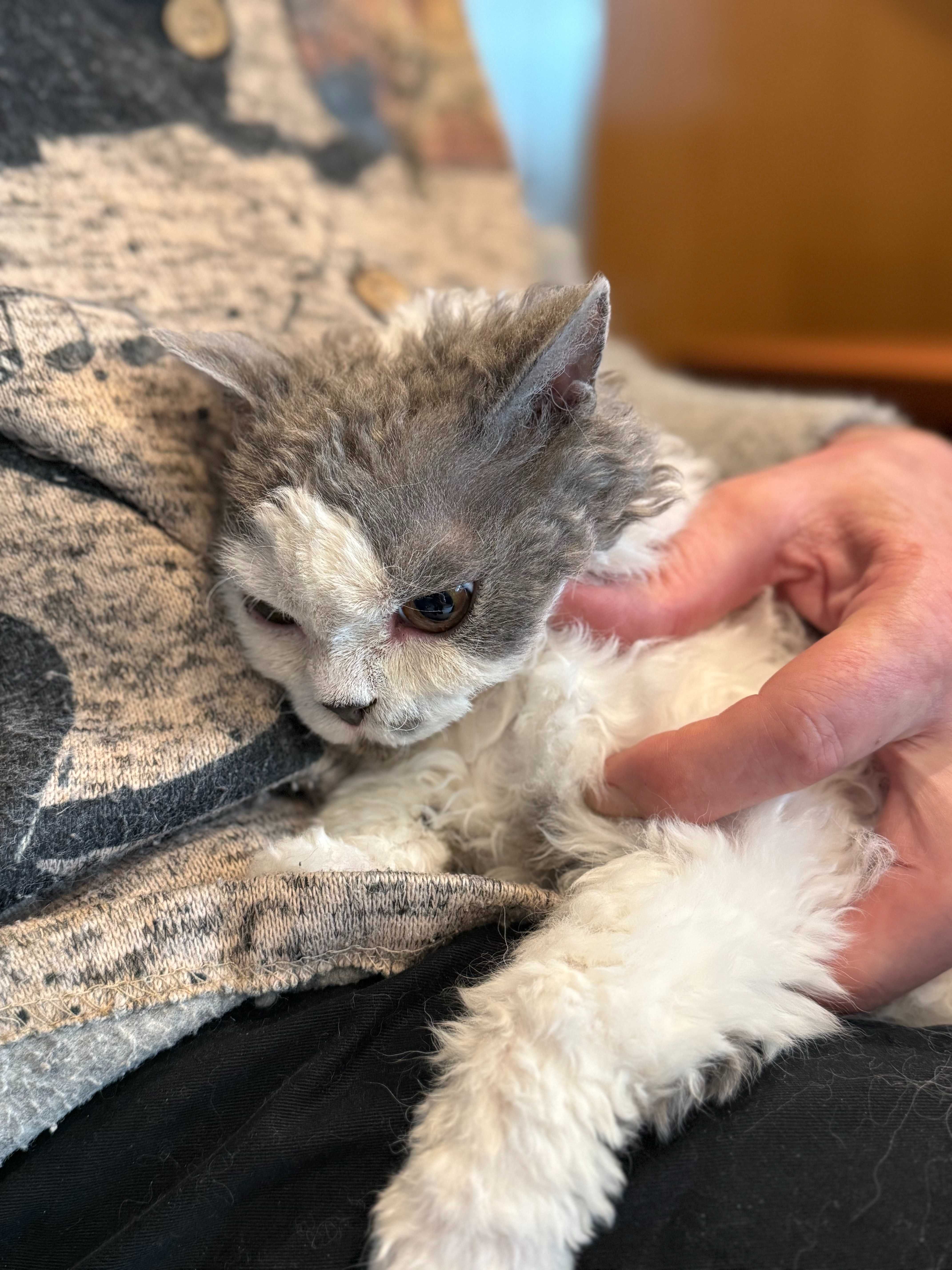 Hermiona kotka Selkirk Rex [likwidacja hodowli]