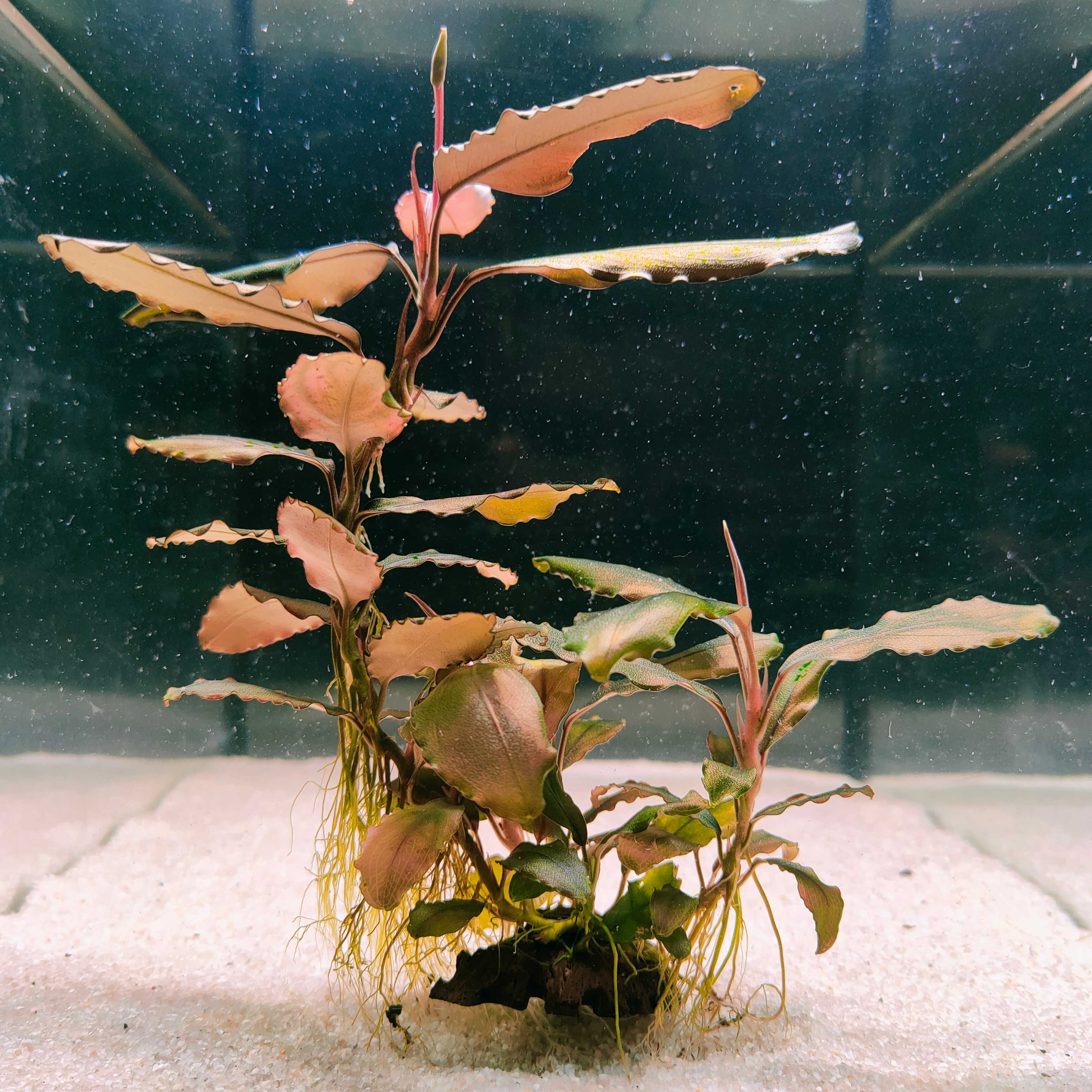 Bucephalandra Red Cerberus Rarytas