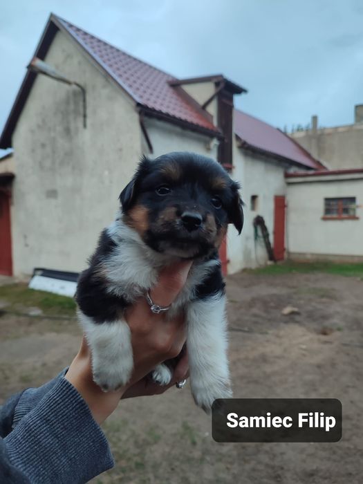 Szczeniak do adopcji