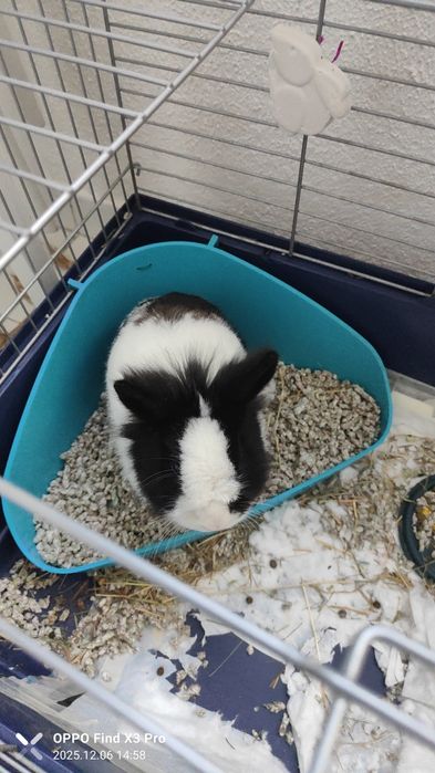 Mini Coelho - Lion Head