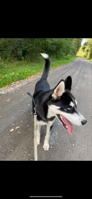 Husky Syberyjski