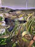 Vendi Casais de Guppy Blue Metal Snakeskin