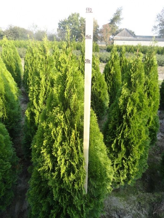 Tuja tuje Szmaragd, krzewy ozdobne