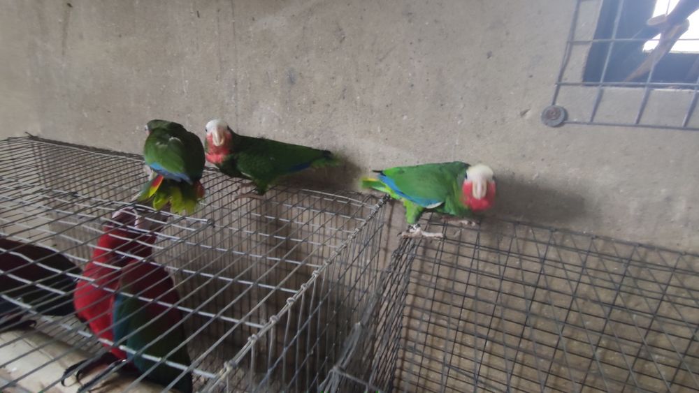 Papagaio cubano amazonas leucocephala