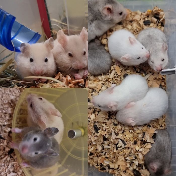 Грызуны разных окрасов хомячки джунгарские